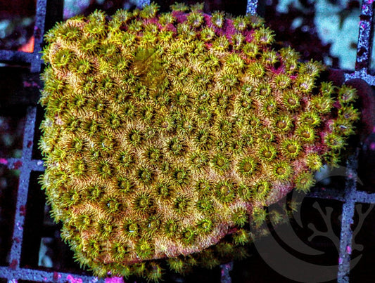 Golden Boy Cyphastrea