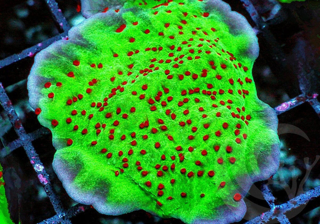 Jedi Mind Trick Montipora