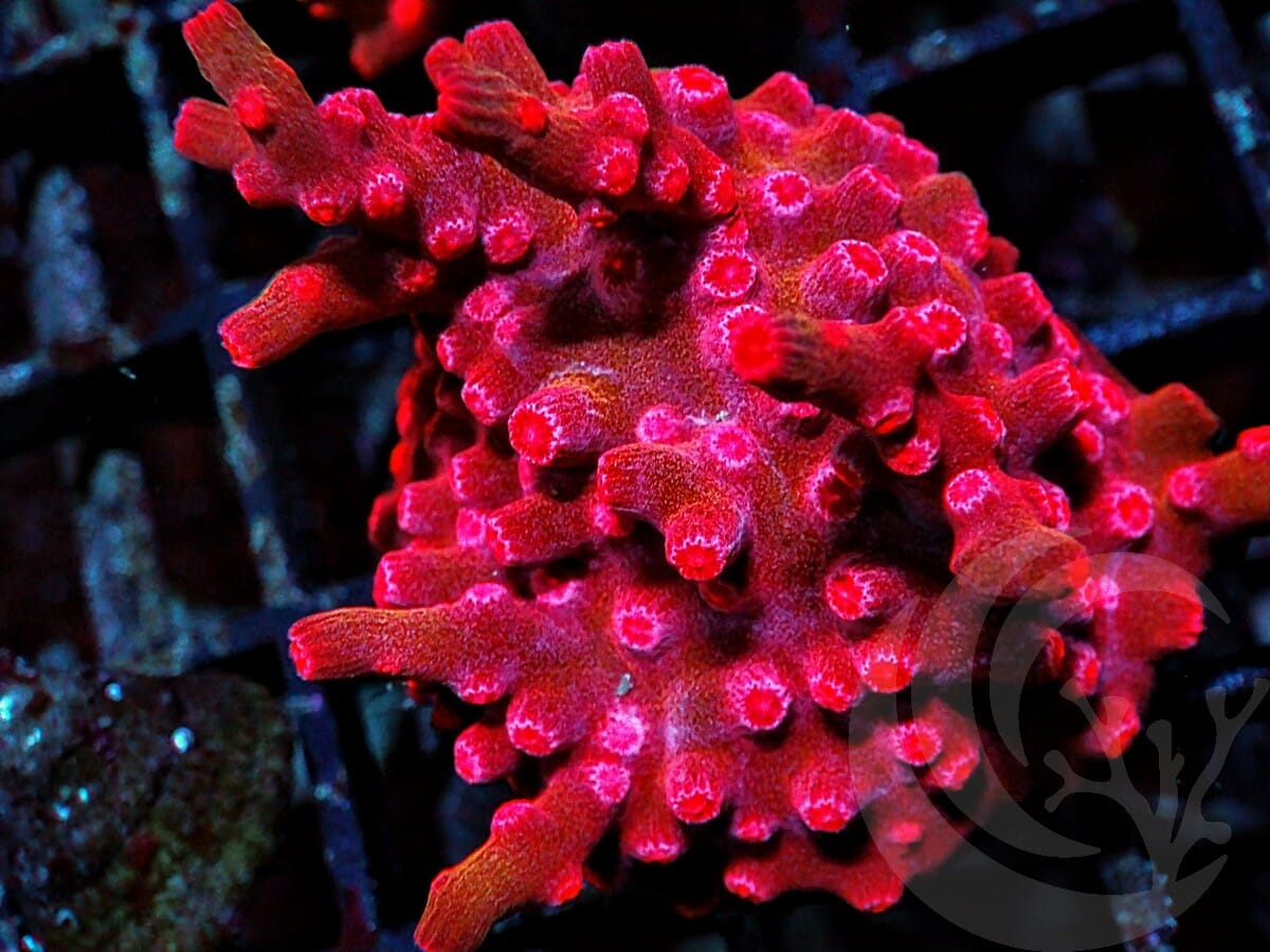 Space Monkey Branching Cyphastrea