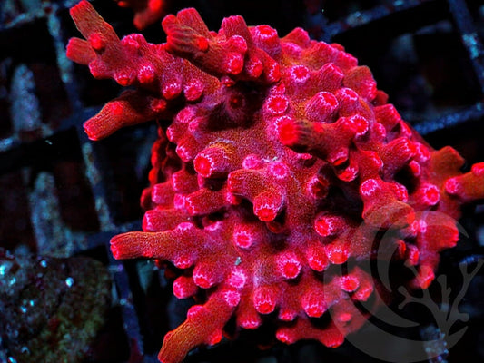 Space Monkey Branching Cyphastrea