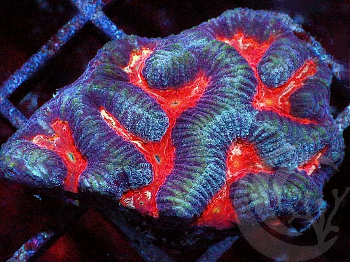 Red Platygyra Maze Brain