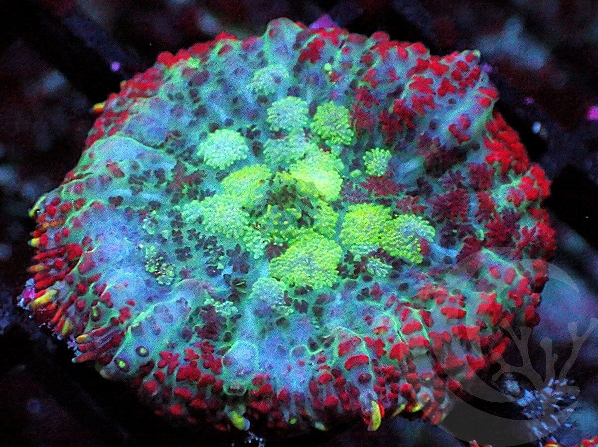 Fire rim Rhodactis Mushroom