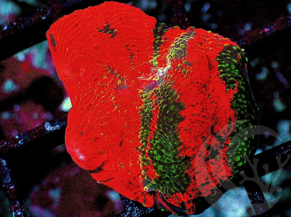 Streaked Red-Orange Acan echinata - Pacific East Aquaculture