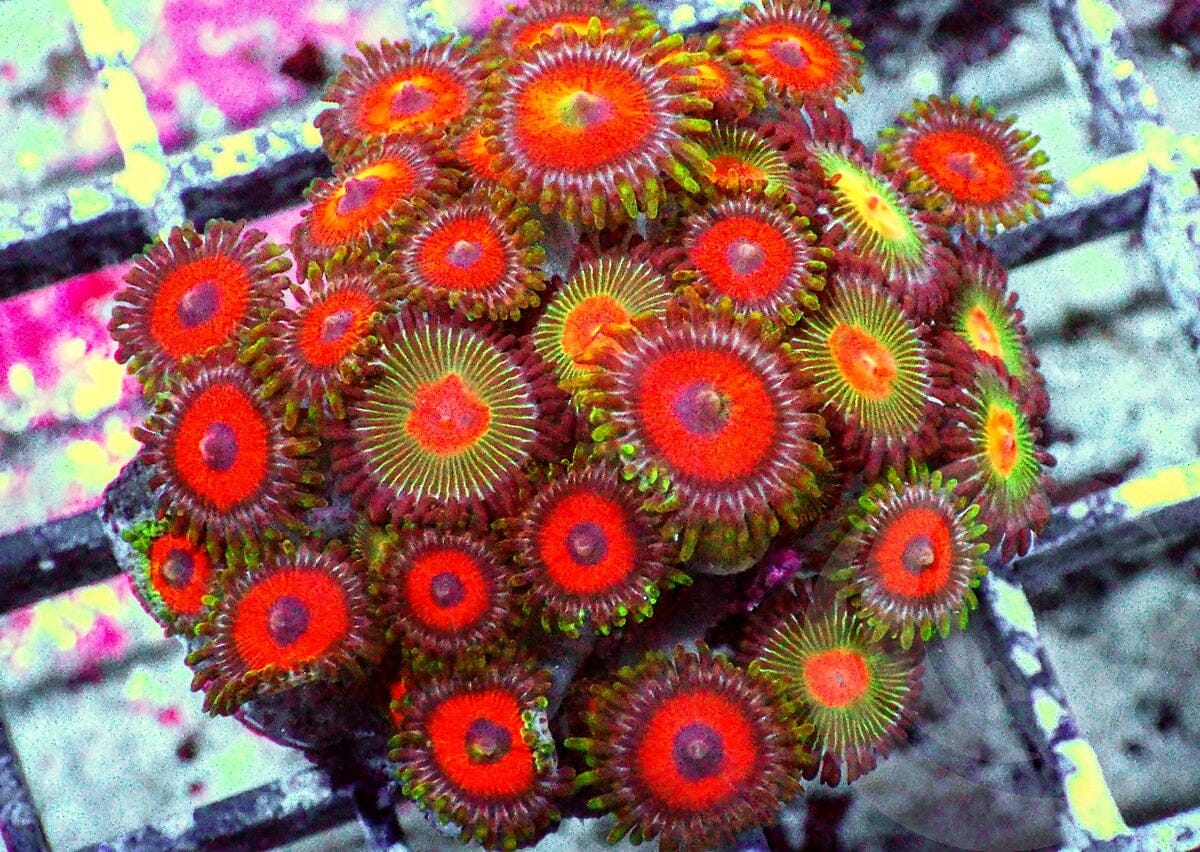 Mixed Ultra Zoanthids