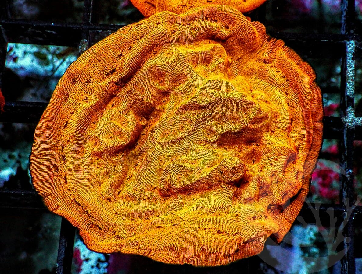 Bright Orange Leptoseris