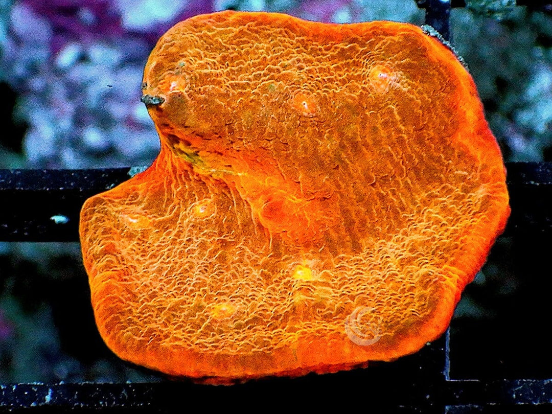 Orange rim Chalice