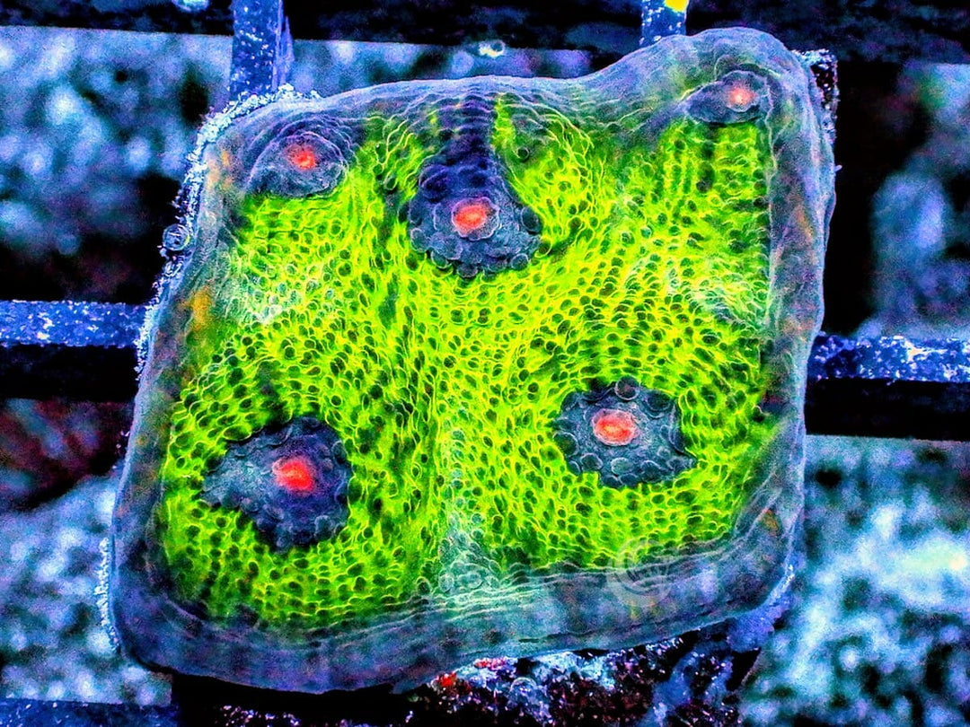 When Planets Collide Chalice