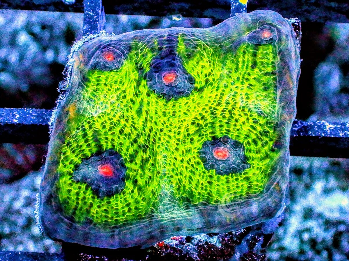 When Planets Collide Chalice