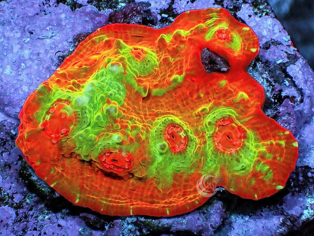 Swirling Orange Chalice