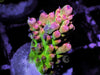 Rouge tip Table Acropora