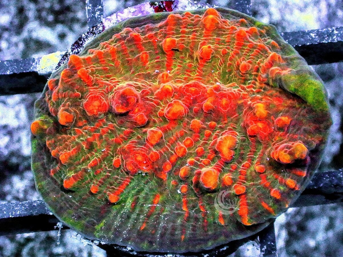 Green rim Fire Chalice