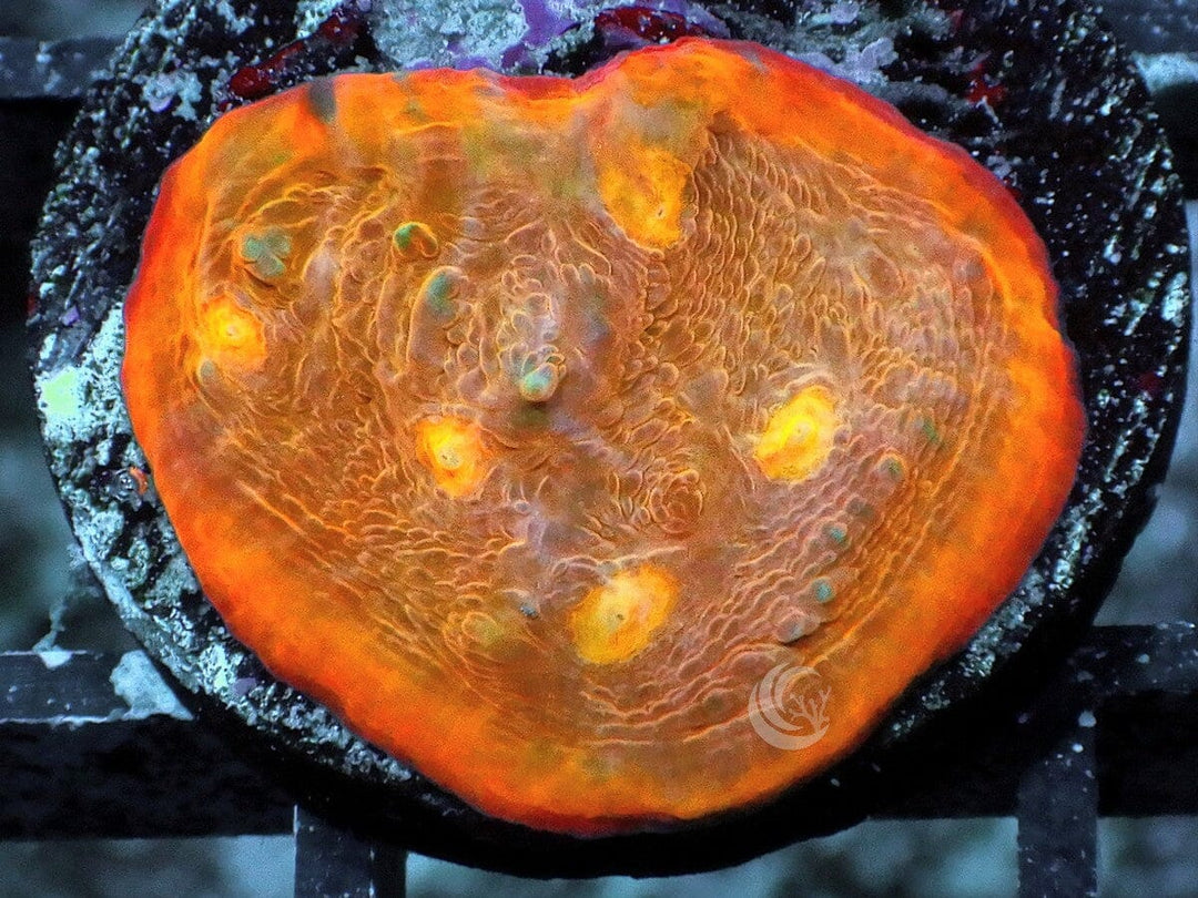 Orange rim Chalice