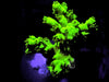 Neon Acropora chesterfieldensis