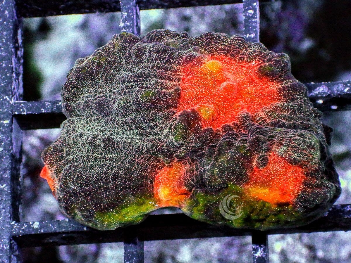 Green rim Hot Lava Chalice