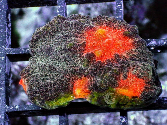 Green rim Hot Lava Chalice