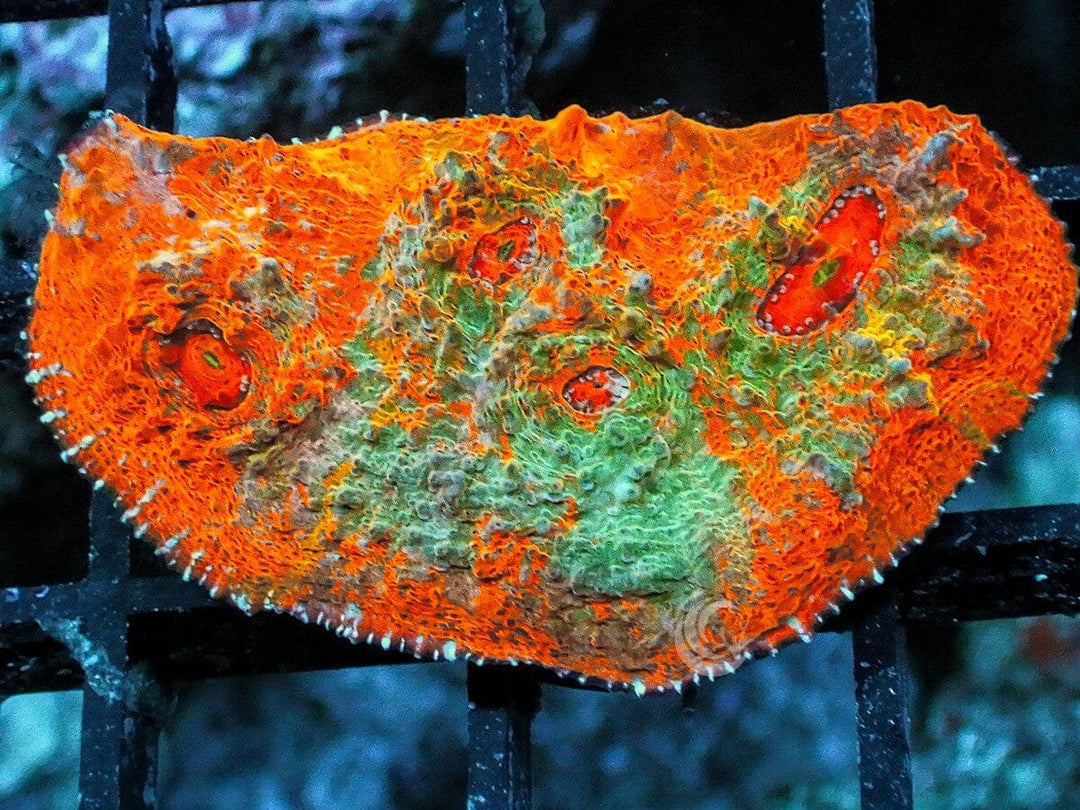 Teal Swirl Orange Chalice