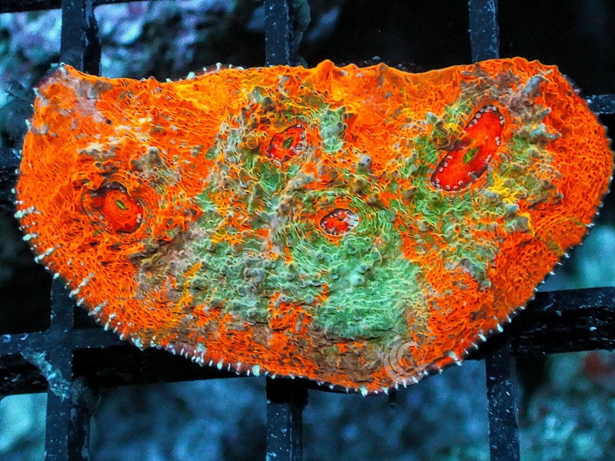 Teal Swirl Orange Chalice