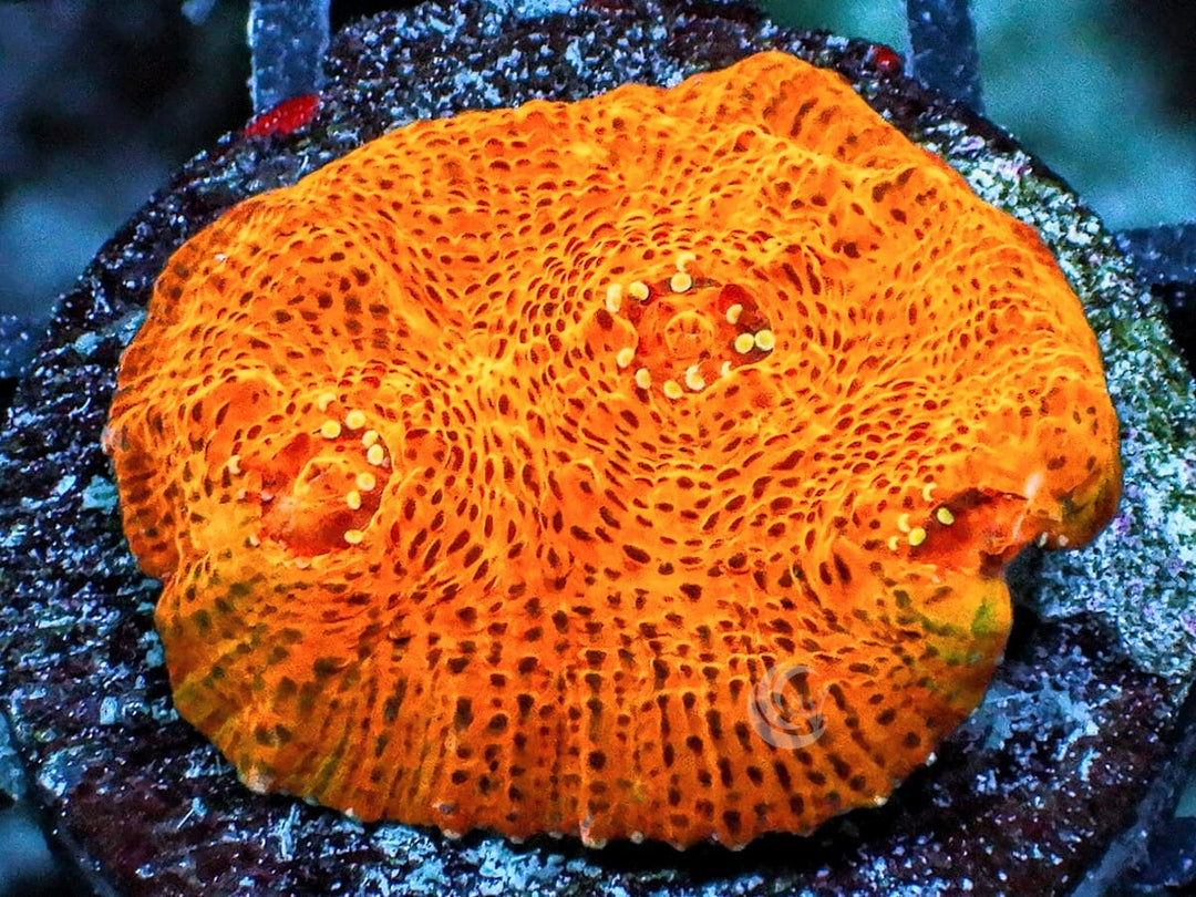 Orange Leopard Chalice