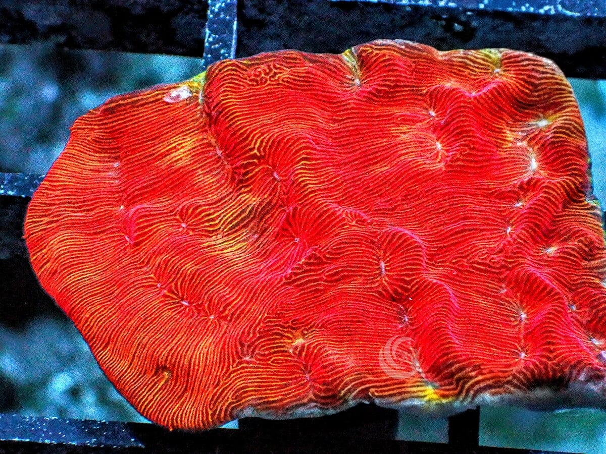 Royal Red Carpet Psammacora