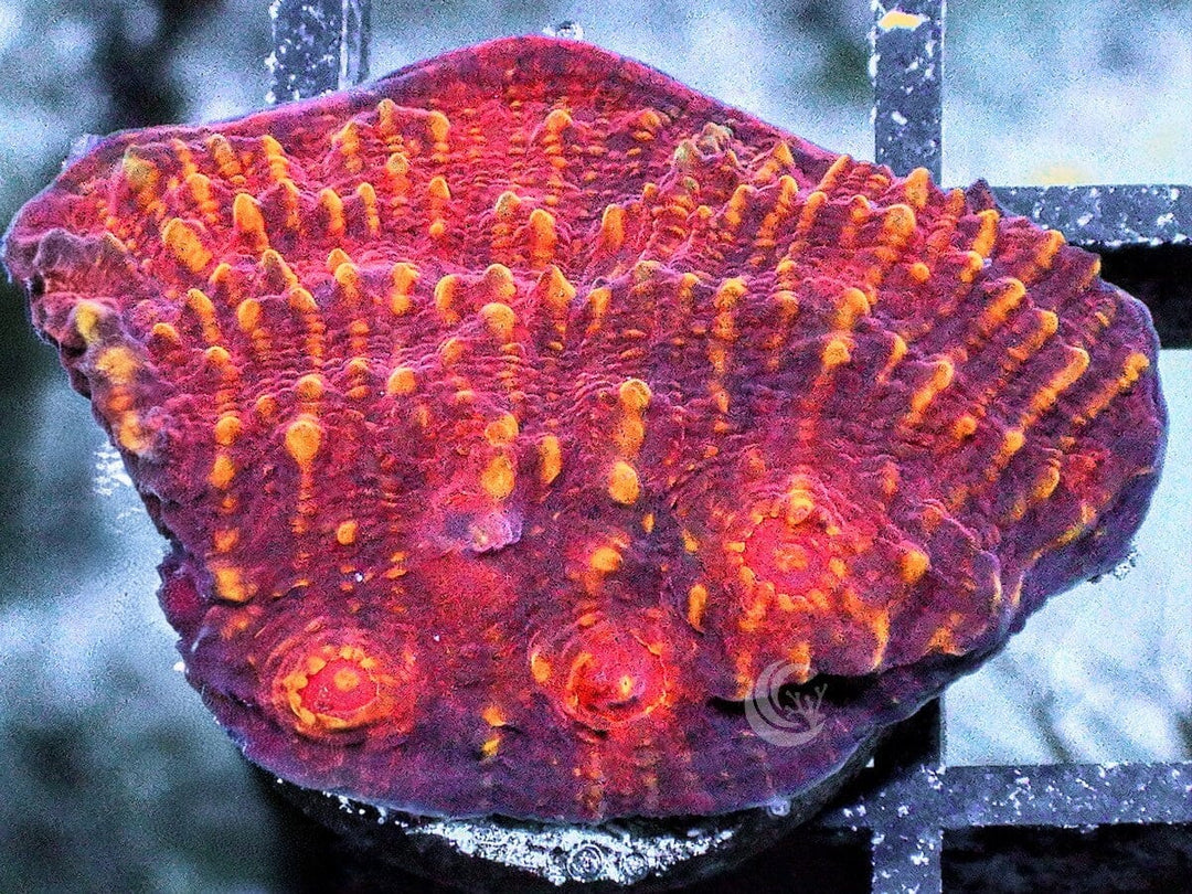 Martian Landing Chalice
