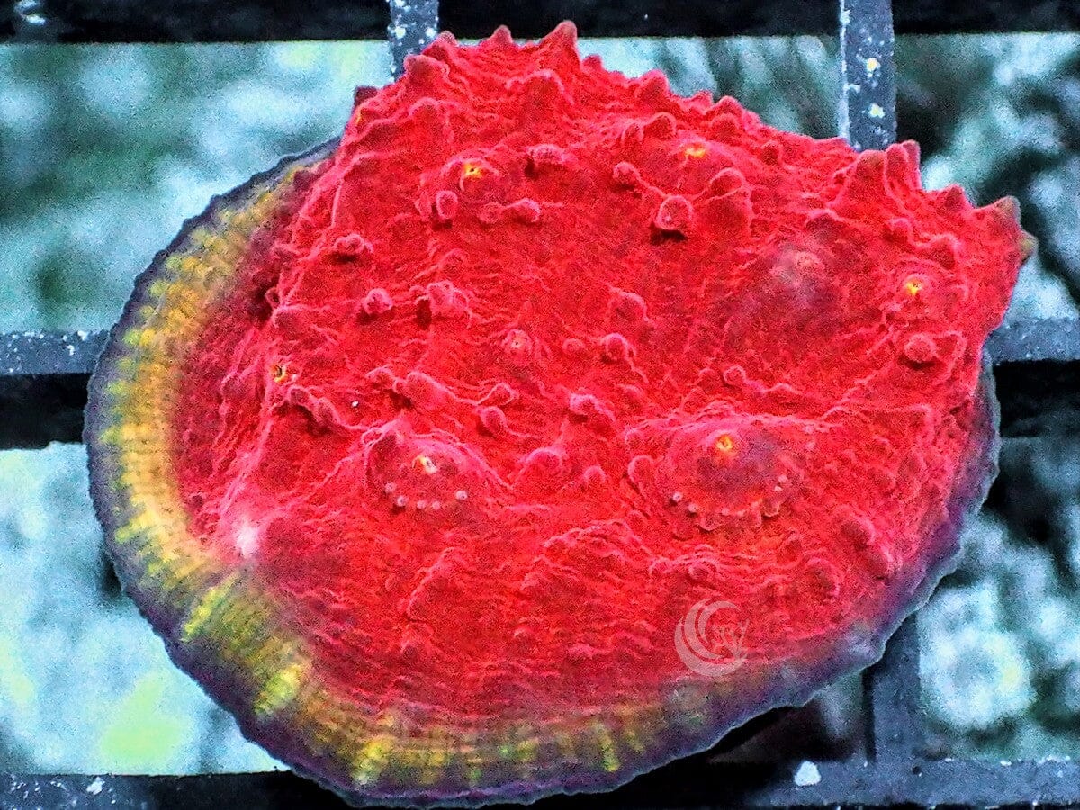 Lemon Peel rim Red Velvet Chalice