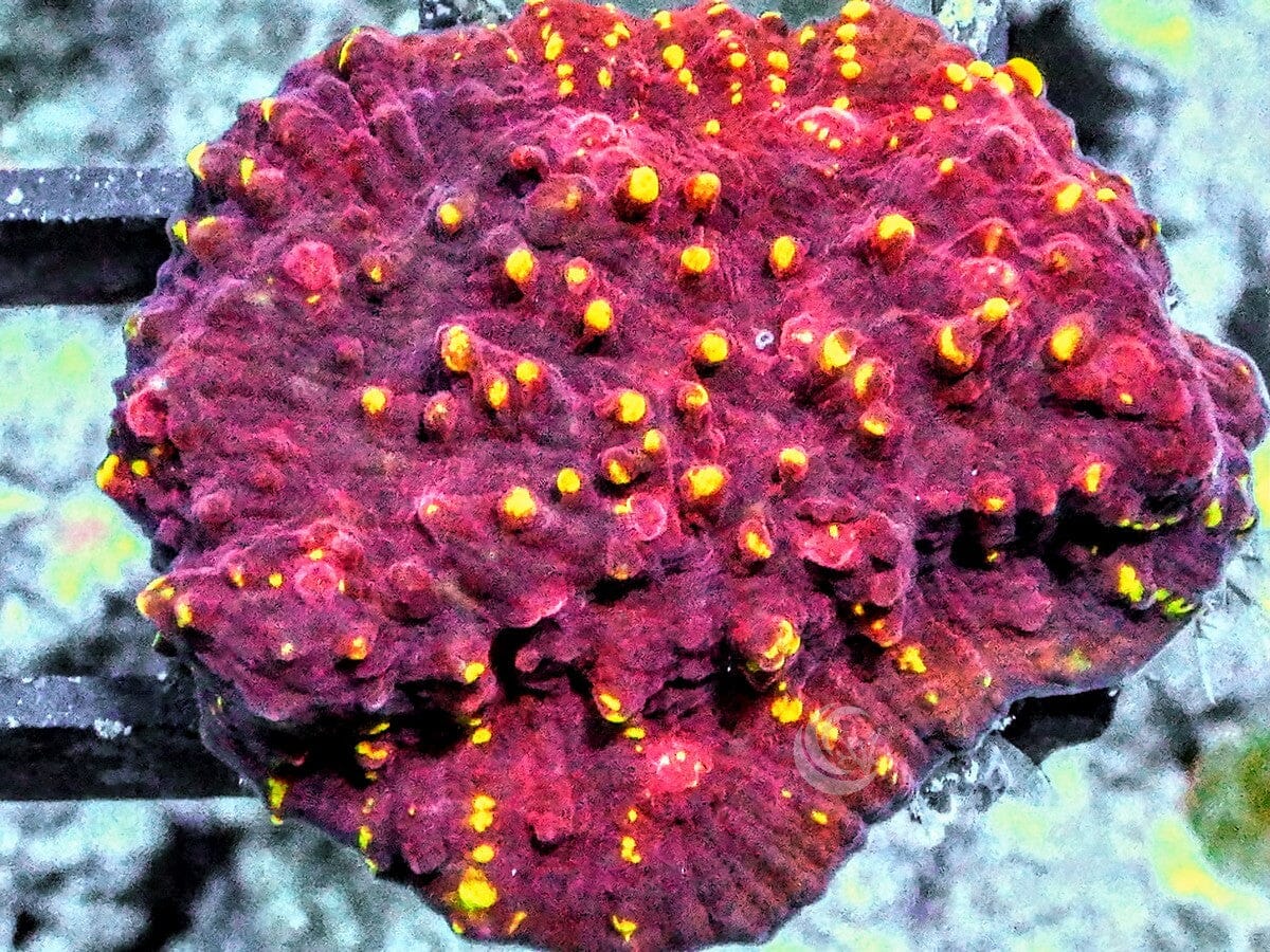 Gold Nuggets Chalice