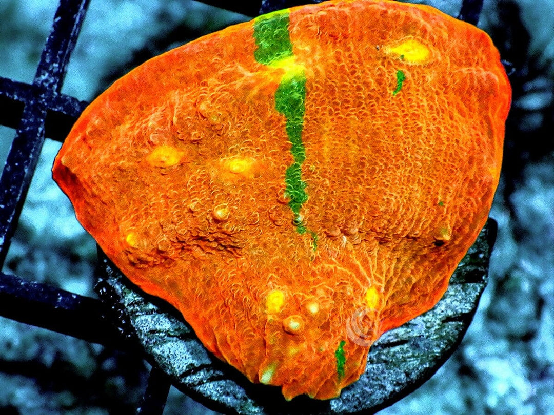 Green Streaked Orange Chalice