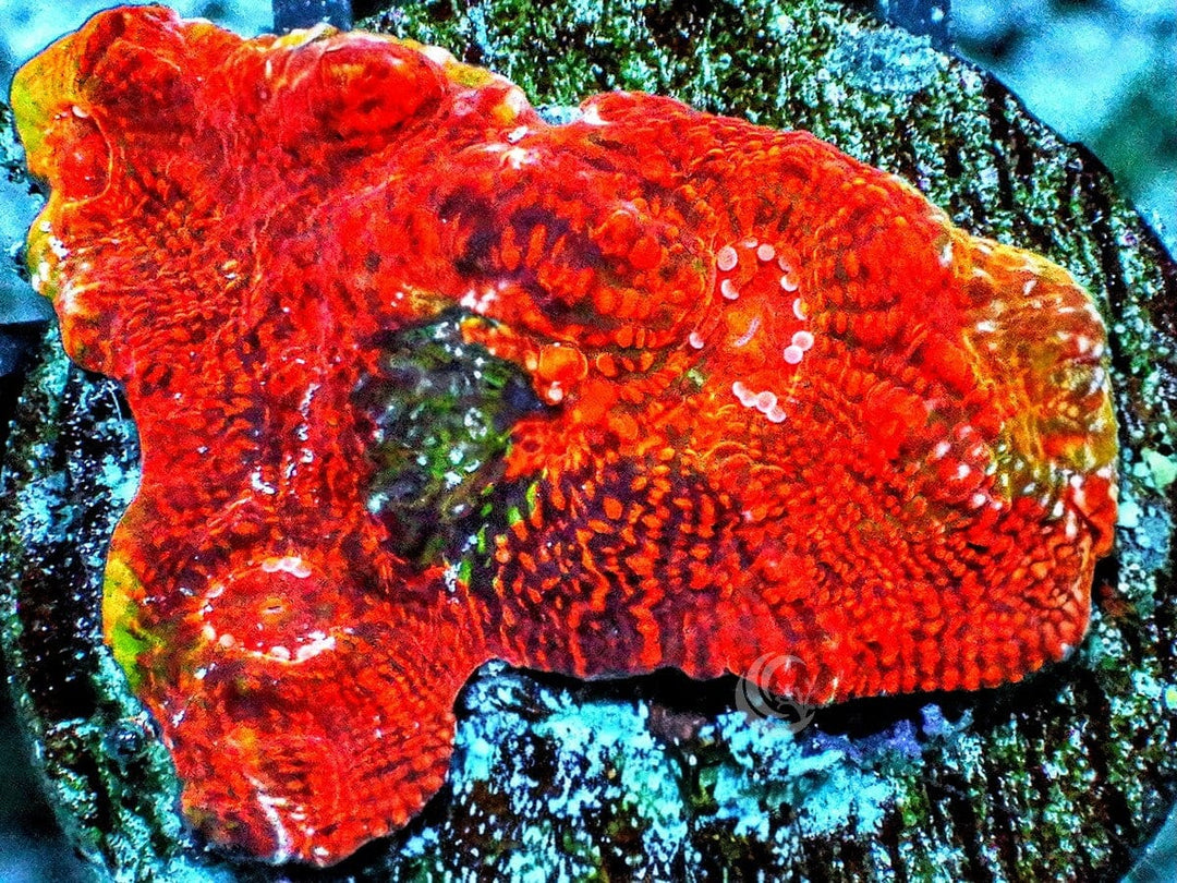 Red Patchwork Rainbow Chalice