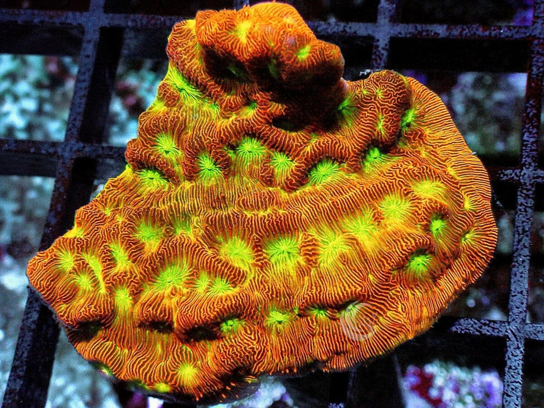 Neon Leptoseris