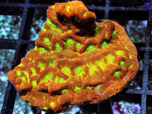 Neon Leptoseris