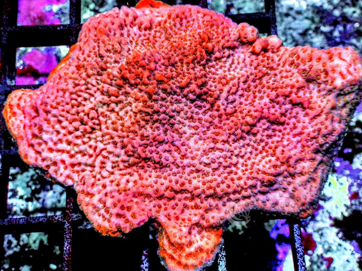 Orange Sherbet Encrusting Montipora