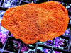 Metallic Orange Pavona maldivensis
