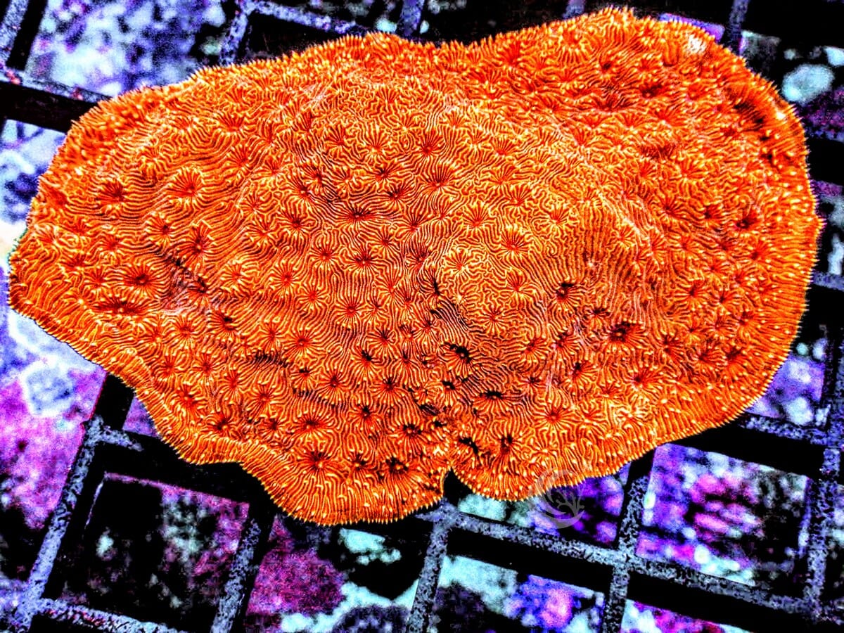 Metallic Orange Pavona maldivensis