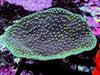 Neon Polyp Scrolling Turbinaria