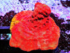 Blood Orange Psammacora