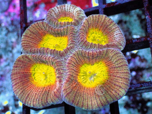Sunbust Favia