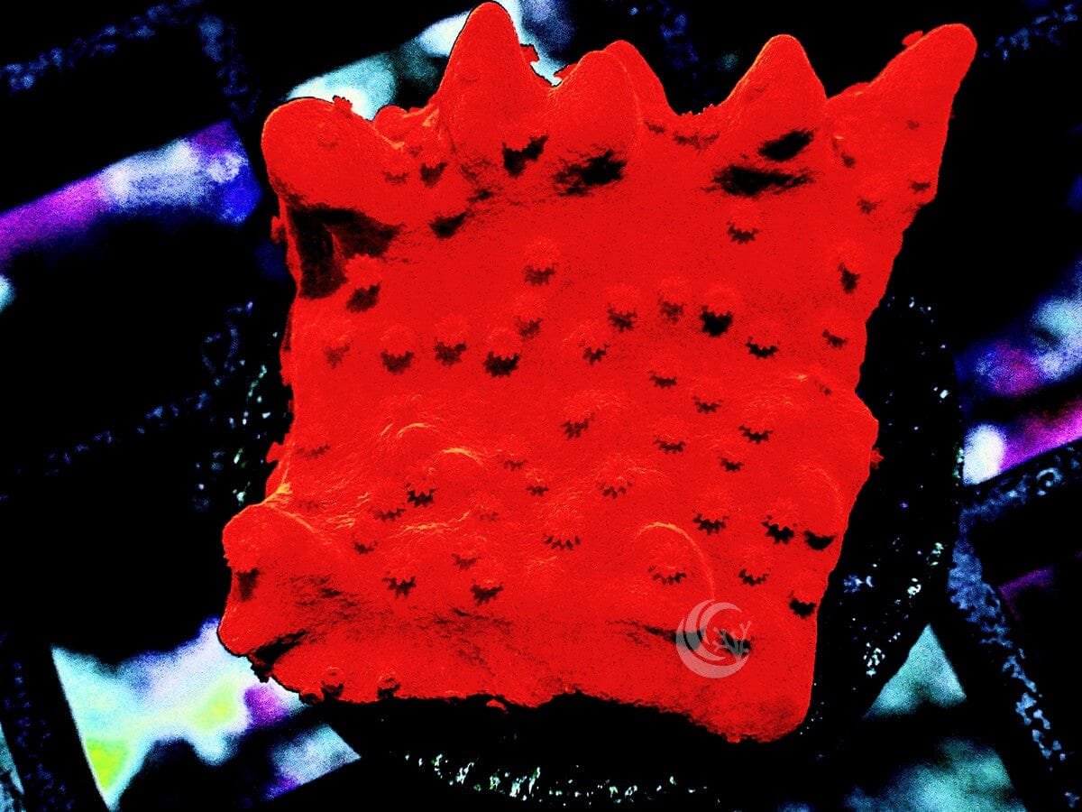 Red Hot Montipora setosa