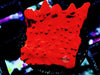 Red Hot Montipora setosa