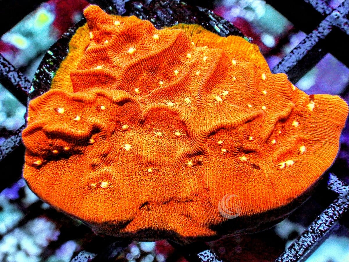 Fantasia Psammacora