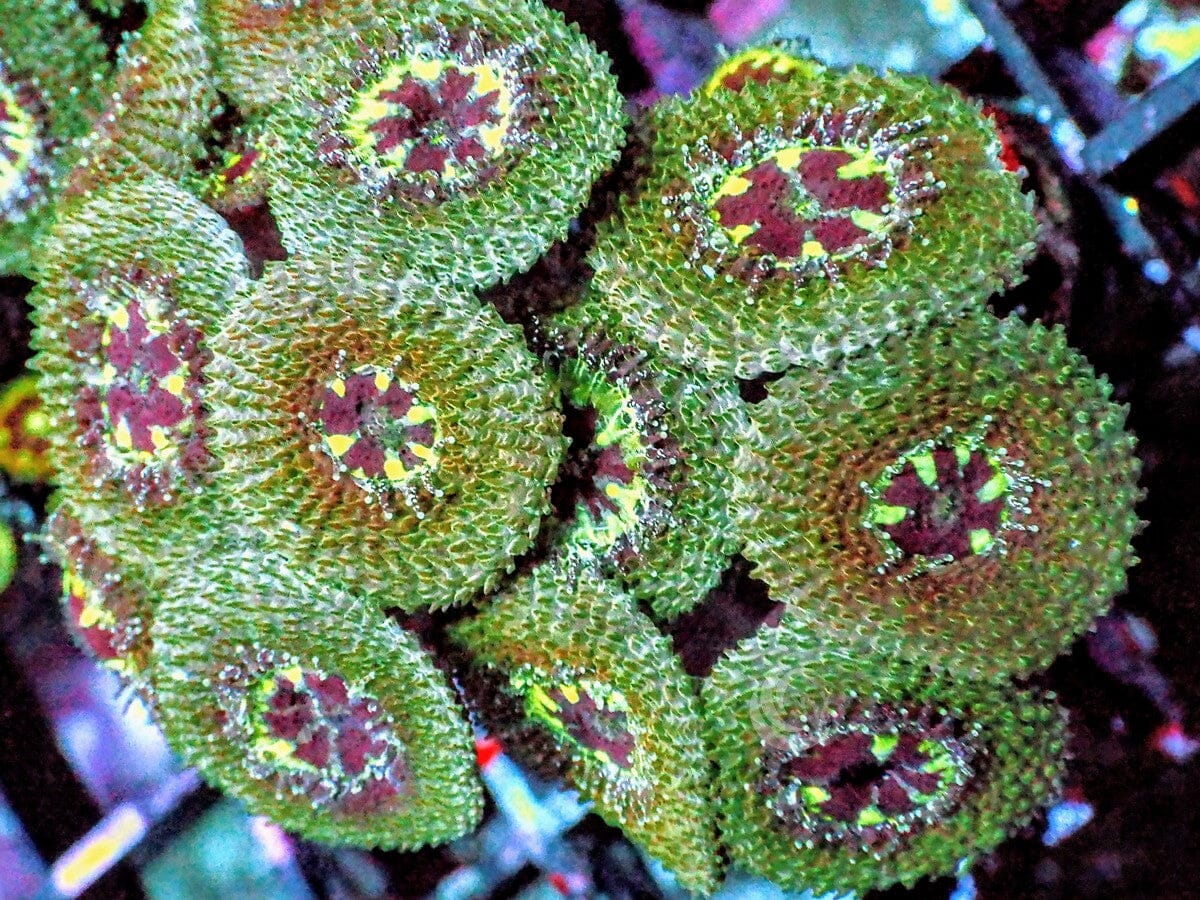 Bicolor Micromussa
