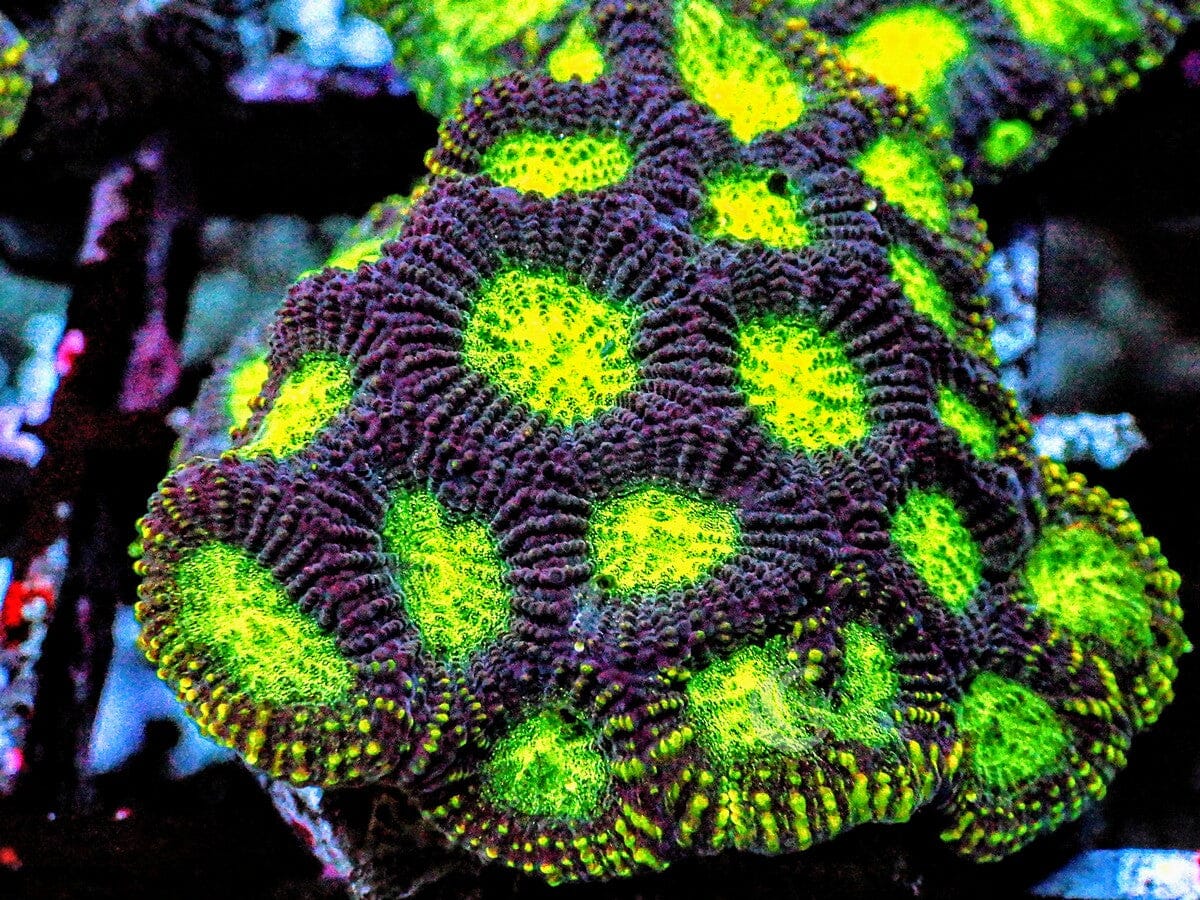 Green Moon Favites