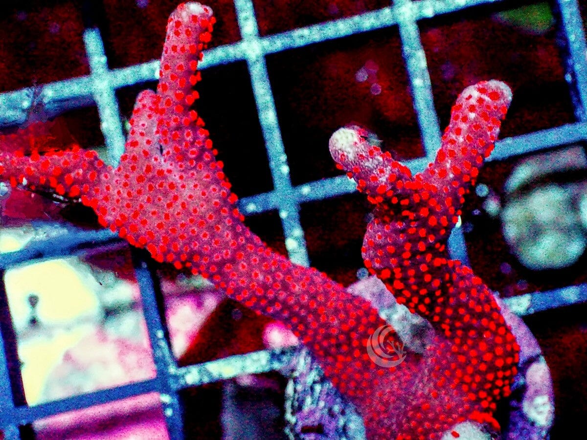 Forest Fire Branching Montipora