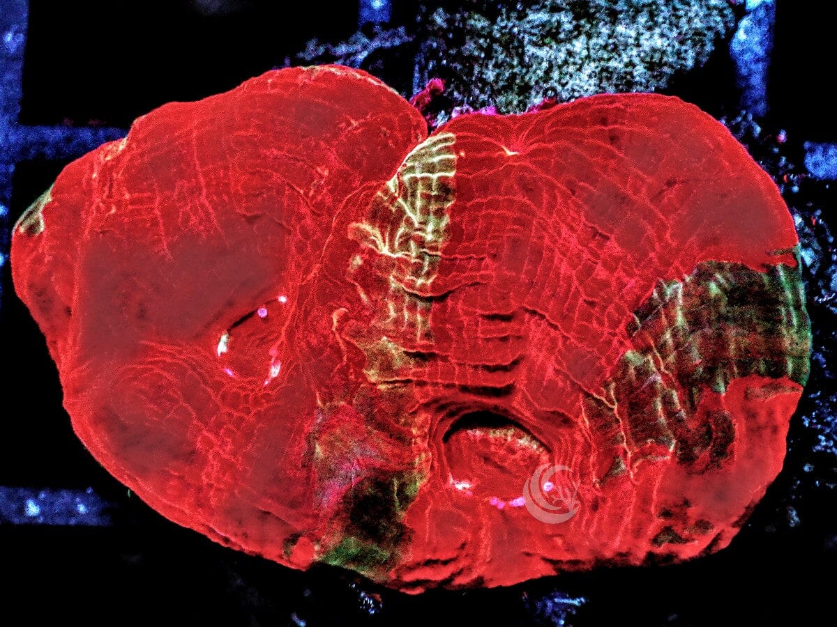 Striped Red Acan bowerbanki