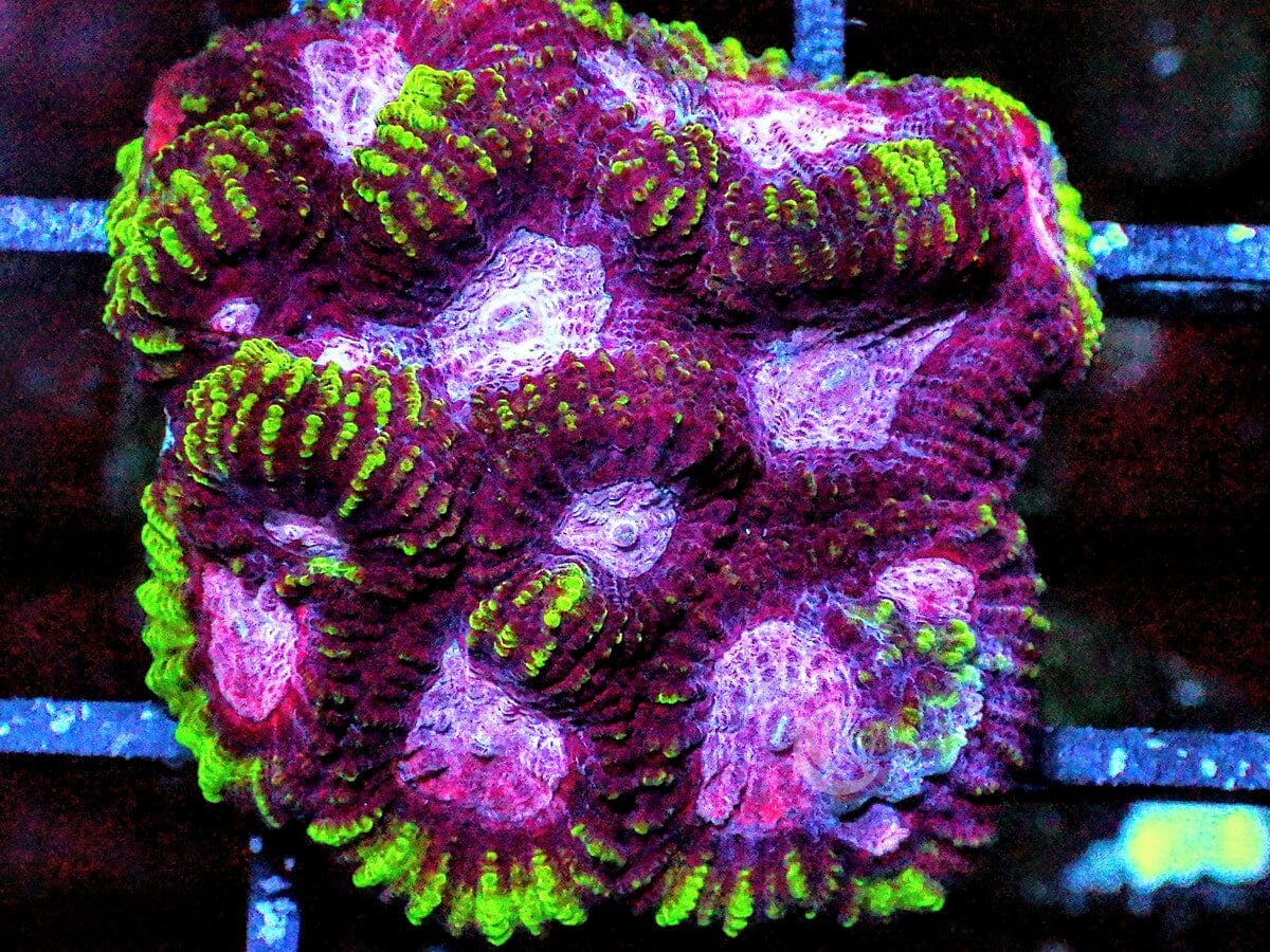 Neon Rim Purple-Red Pleiastrea