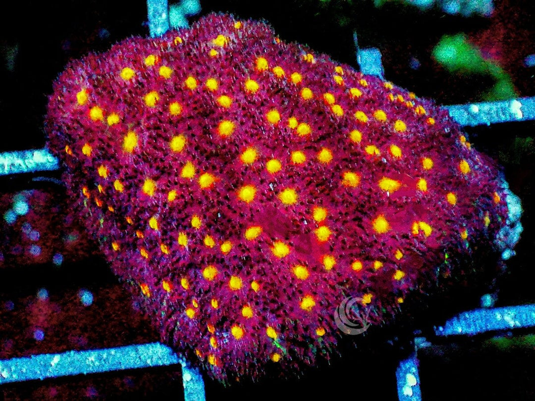 Yellow Fever Stylocoeniella