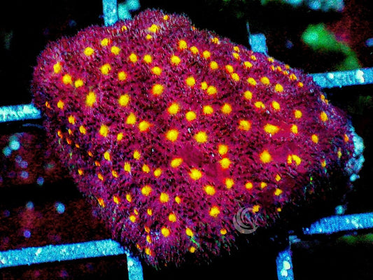 Yellow Fever Stylocoeniella
