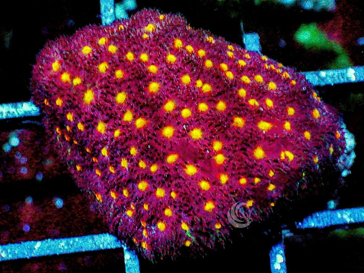 Yellow Fever Stylocoeniella