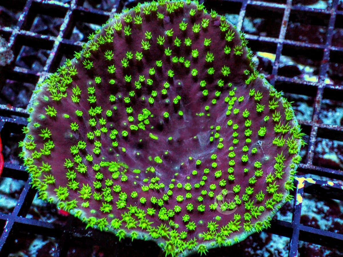 Scrolling Bowl Neon Polyp Turbinaria