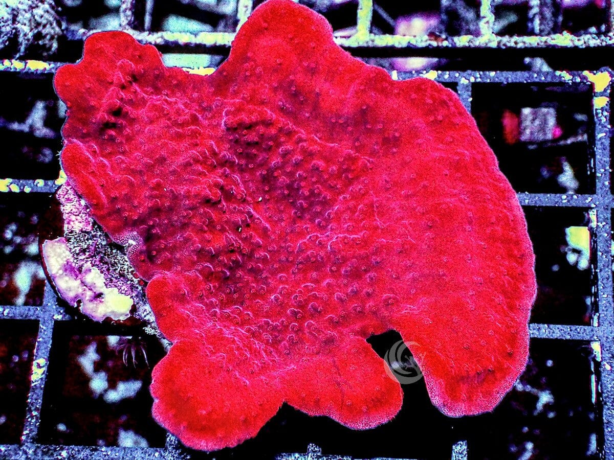 Blood Pool Plating Montipora