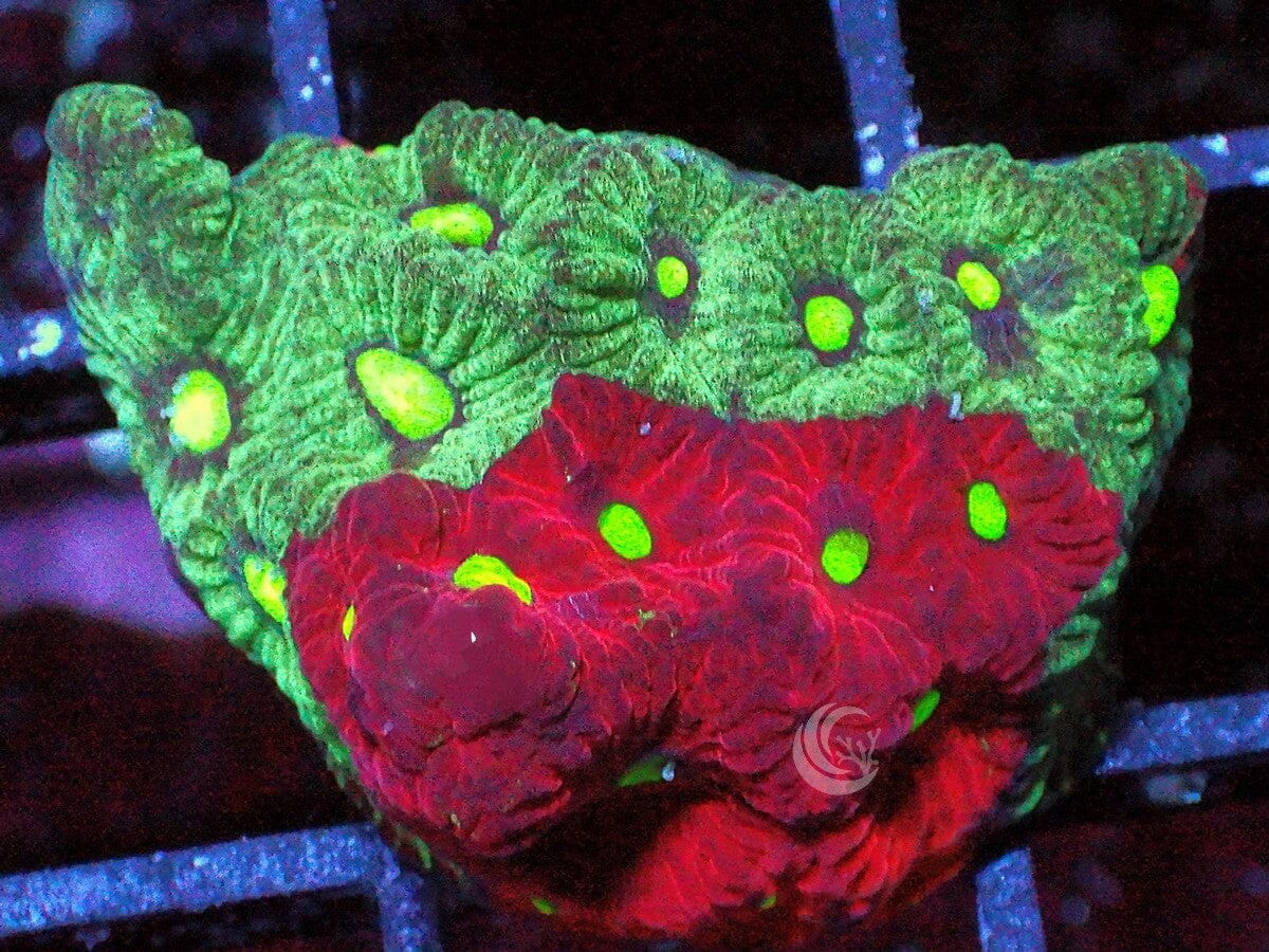 Bipolar War Coral Favites